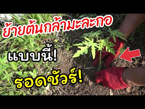วีดีโอ: คุณสามารถปลูกอุ้งเท้าได้ไหม: เคล็ดลับในการย้ายต้นมะละกอ