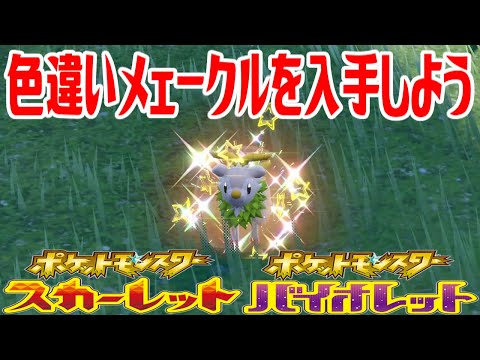 ポケモンsv メェークルの種族値 わざ 特性など基本情報まとめ スカーレット バイオレット 攻略大百科