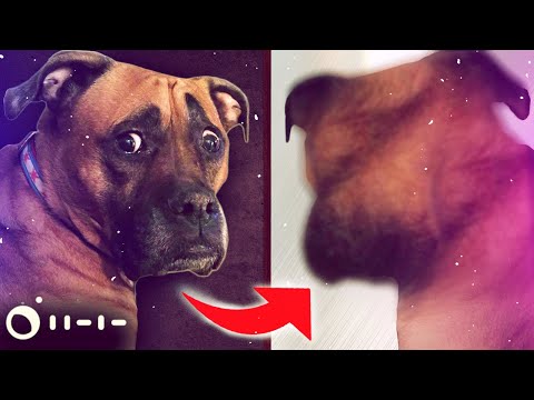 Vídeo: Entendendo a natureza versus nutrir conceito em cães