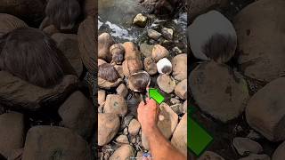 “Coconut Surprise Turned Into a Cute Mouse 😳🐭 #shorts”