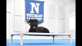 Luna (Standard Schnauzer) Puppy Camp Dog Training Video Demonstration by Neuman K-9 Academy, Inc. 29 views 1 month ago 8 minutes, 38 seconds