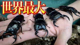 世界で最も大きくなるオオクワガタが続々と誕生