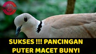 PANCINGAN SUARA PUTER MACET BUNYI