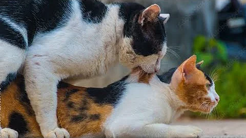 Watch the video about Persian cat #matting #cat breeding in Coimbatore #cat crossing in Coimbatore