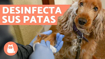 ¿Qué ocurre si no limpias las patas de tu perro?