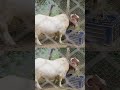My goat at farm #goat #farmlife #farming #farmanimals #funnyanimal