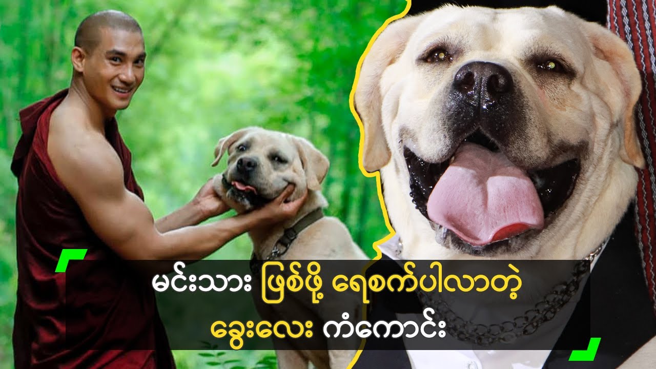 မင်းသား ဖြစ်ဖို့ ရေစက်ပါလာတဲ့ ခွေးလေး ကံကောင်း