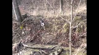 Boby American Staffordshire Terrier Playing With French Bulldog And German Shepherd Dog Mix 7