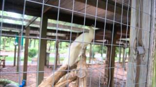 Arkansas Adventure 2011 Through The Lens Of Robert Breaux