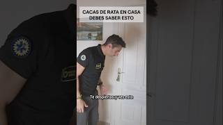 Cacas de rata en casa. Debes saber esto.#supervivencia #c...