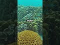 This Fish Can Live Without a Brain! 🐟🤯" –  Find out how it manages to function in the wild!