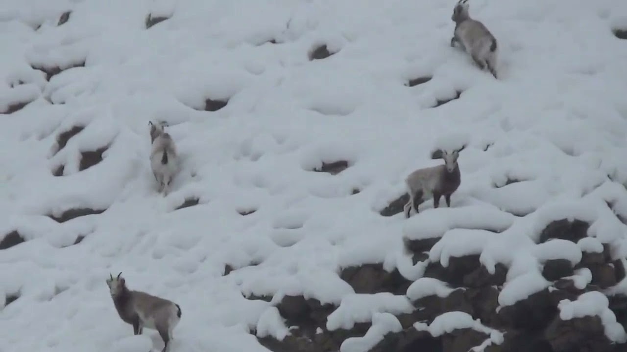Михаил Уманов "Танец охотника". Этническая музыка.