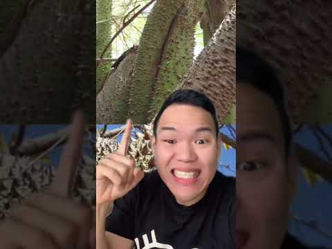 Video: Jenis pohon apa yang ada di Ohio?