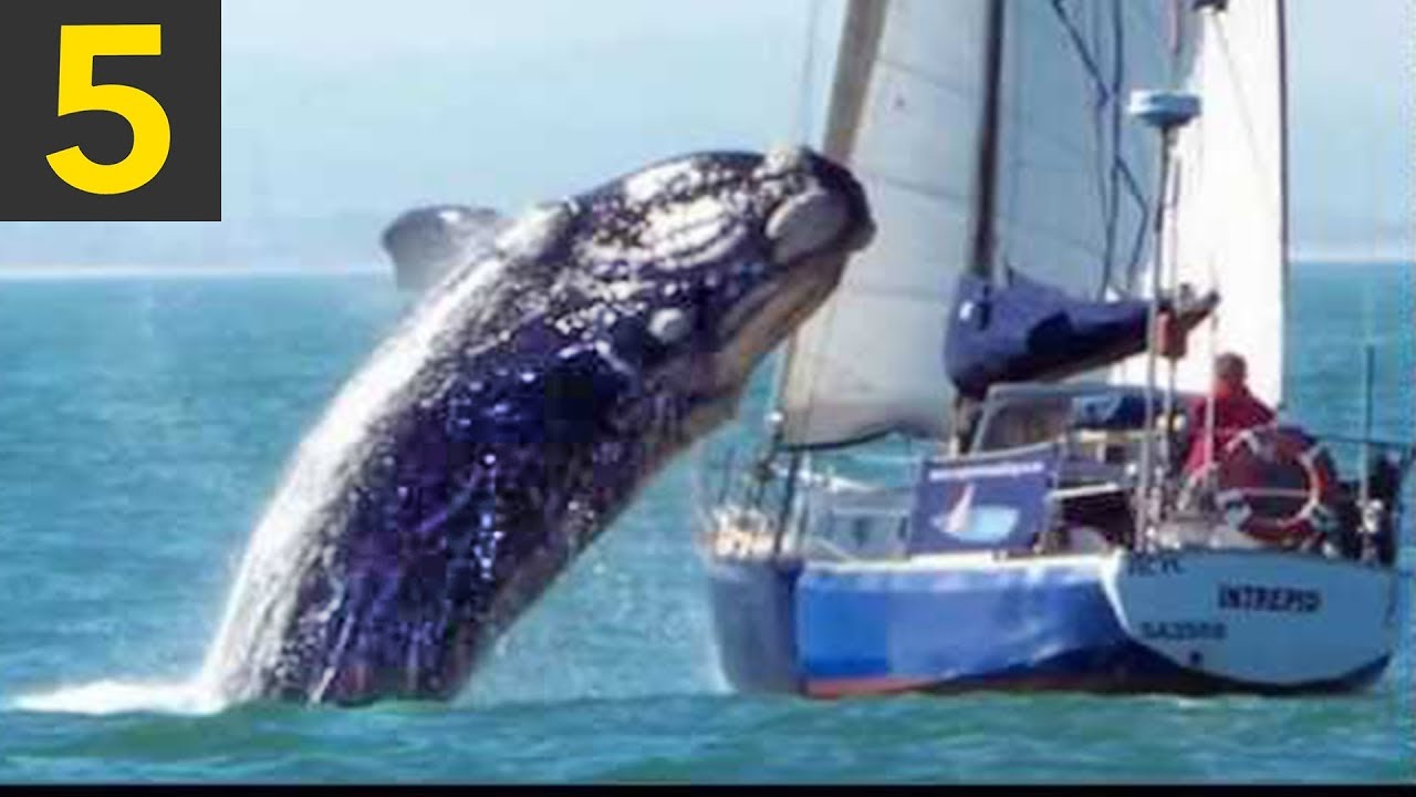 whale jumps on sailboat