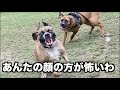 怖い大きな犬が追いかけてくる！