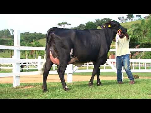 LOTE 2   9189AX   3º LEILÃO PROMESSAS DA MATA   DIA 27 DE MAIO   20HS   REMATEWEB