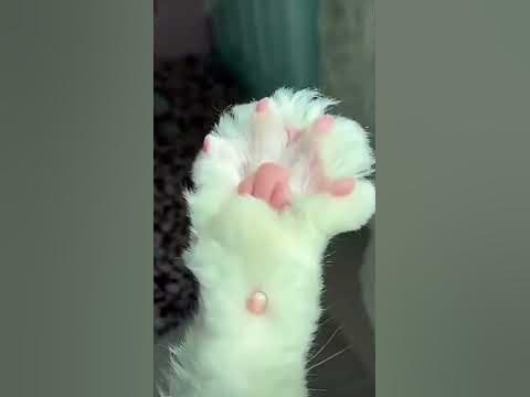 Милая Лапка! ️ - YouTube