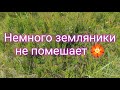 Сбор клубники 🍓 земляники