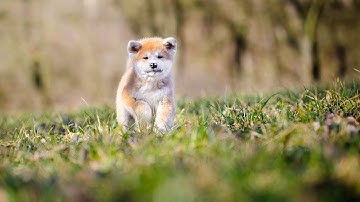 The Surprising Herding Instinct of the Akita Breed