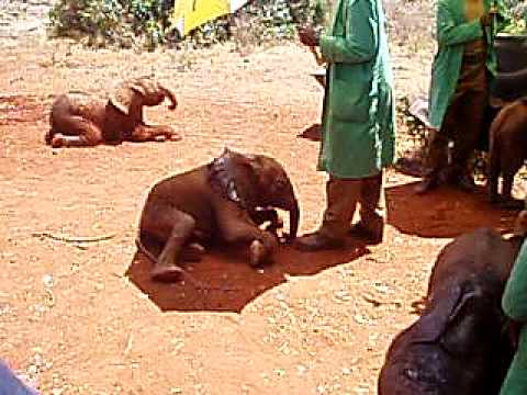 David Sheldrick Elephant Orphanage, Nairobi, Kenya