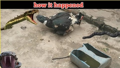 Snake attacks (snake mates with a duck)