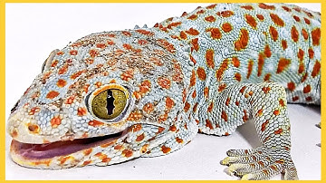 Cận cảnh rõ nét con tắc kè full thân thể #tắckè #annhiênvtc 