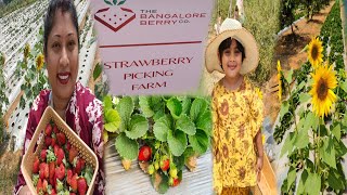 Strawberry Picking at The Bangalore Berry Company | Places to Visit Near Bangalore | KMC Farm Visit