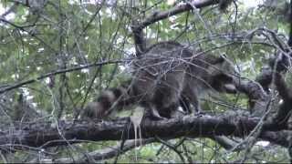 Raccoon Poops Off Tree Branch!!!