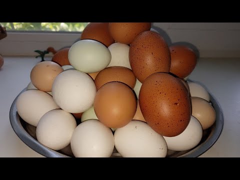 ОСТОРОЖНО ! КРОВЬ В КУРИНОМ  ЯЙЦЕ!