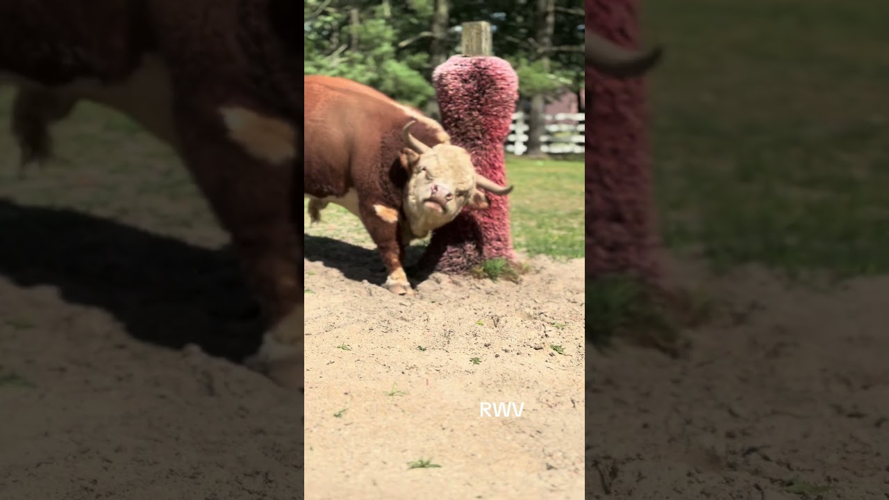 Watch This Hereford Calf Explore the World 🌍🐄 #herefordcalf #farmvlog #cute