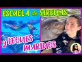 ESCUELA SIRENAS Y LEONES MARINOS 🧜🏻‍♀️ TE ENSEÑO A NADAR COMO UNA VERDADERA SIRENA