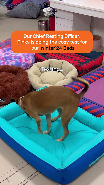 After several laps & inspections, our Chief Resting Officer, Pinky, approved the HUFT Winter’24 Bed!