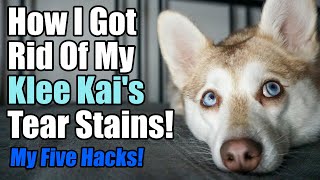 How I Got Rid Of My Dogs' Tear Stains | 5 Tips | Klee Kai | Mini Husky