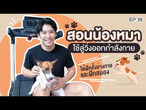 วีดีโอ: ลูกสุนัขอายุ 4 สัปดาห์กินอะไร?