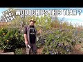 Why Am I Not Bringing Woodchips Into My Food Forest Garden This Year?