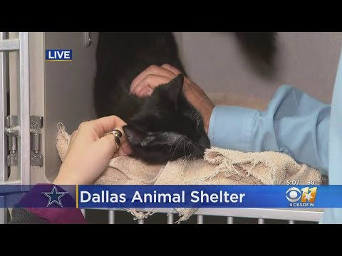 dallas-animal-services-hoping-black-cat-on-field-appearance-during-cowboys-game-leads-to-more-adopti