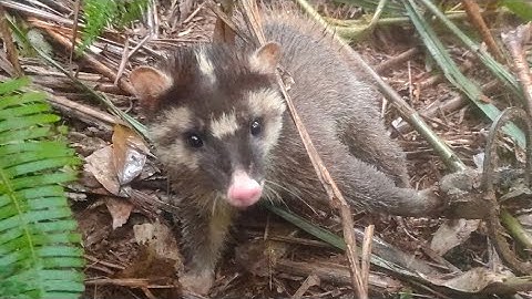 Sinh tồn trong rừng ngày thứ 2, đi thăm bẫy chuột #tammt