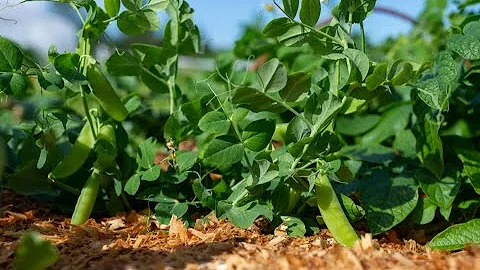 Чем подкормить горох для хорошего урожая: какие средства можно использовать и когда лучше удобрять?