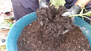 Planting Lemon Cucumbers in a containereasy peasy