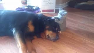 Ear nibbles from Kitten. Rottweiler doesn't protest