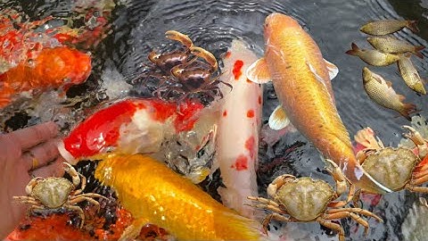 Thỏ Vlog tìm kiếm cá molly bong bóng , bắt cá trê lai , cá beta , rùa , cua ,cá trắm , cá koi bự