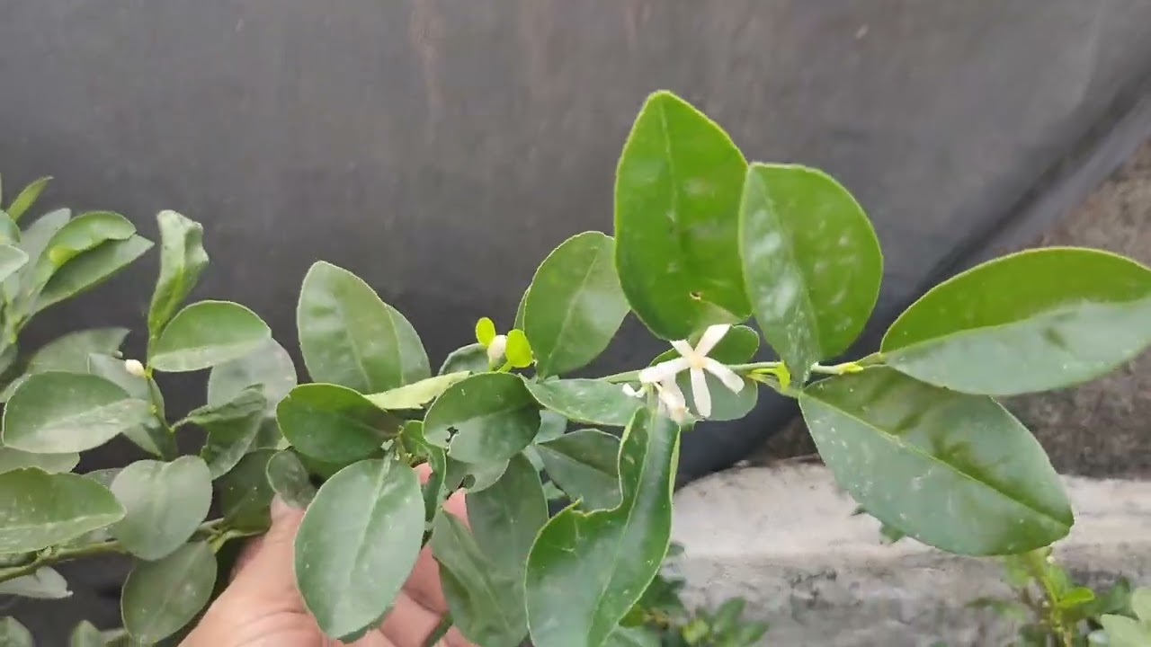 Bakit may Tinik ang mga Tangkay ng Kalamansi