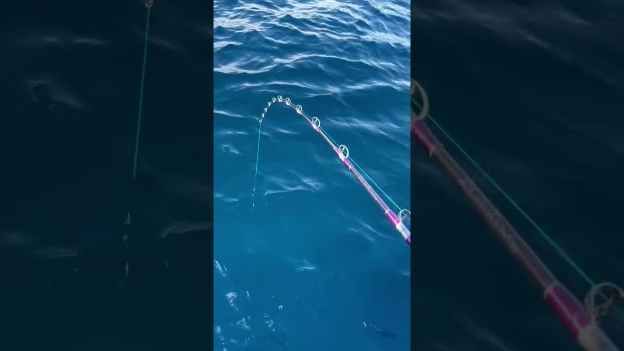 New electric reel in action 