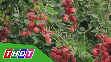 Me nước vào mùa cho trái, gợi nhớ kí ức tuổi thơ | THDT