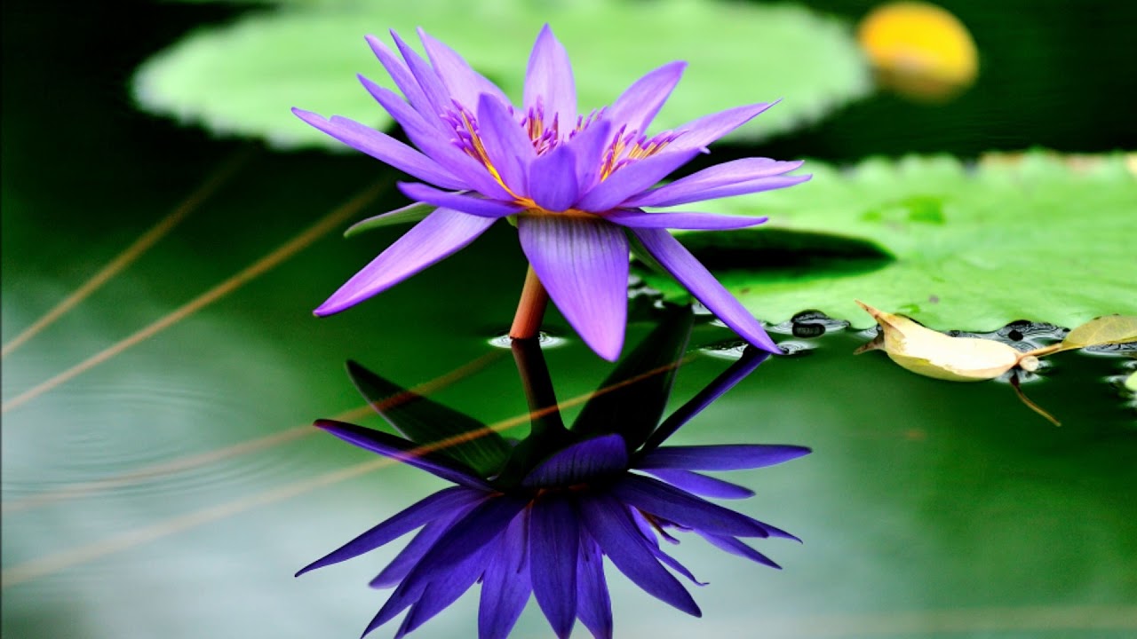 鏡花水月 Youtube 鏡花水月 Youtube