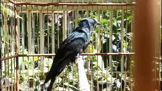 KEDASIH HITAM yang 'HIDUP KEMBALI' | Plaintive Cuckoo