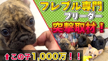 ブリーダー突撃取材！フレブルブリーダーの実態がエグすぎた！松本秀樹も仰天！仔犬大集合！まさはるも同行したら集団リンチに！-予告-「飛行機」