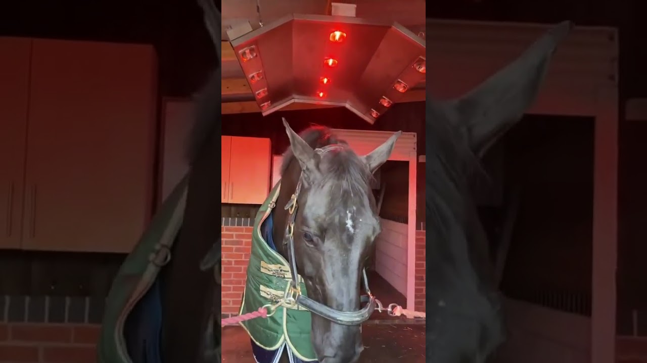 Ruggles 250g Stable Rug - Horse, Pony, Miniature