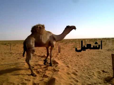 فحول بندر بن مداري