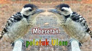 masteran mbesetan khas pelatuk ulam.